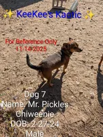 Mr. Pickles , a male Chihuahua for sale in Carbon Hill, AL – Photo 3 of 4