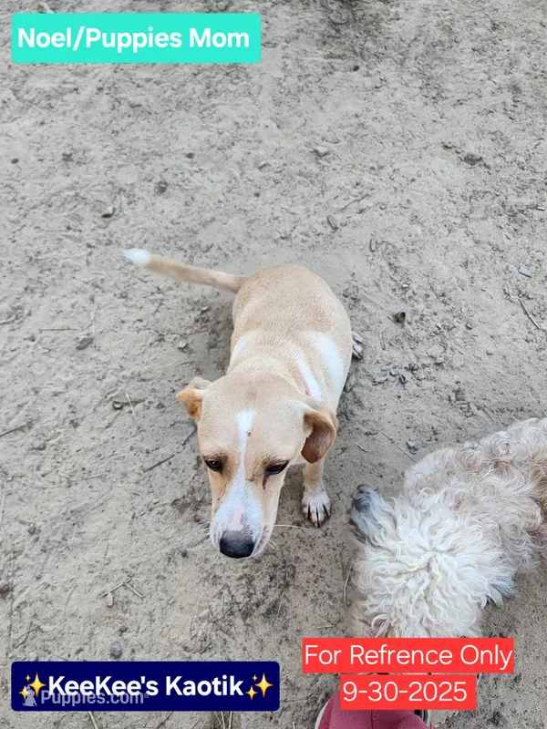 Noel – Beagle, Chihuahua puppy for sale in Carbon Hill, AL