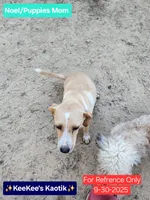 Noel, a female Beagle and Chihuahua for sale in Carbon Hill, AL – Photo 1 of 4