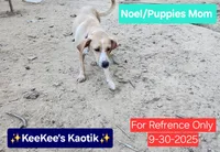 Noel, a female Beagle and Chihuahua for sale in Carbon Hill, AL – Photo 2 of 4