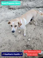 Noel, a female Beagle and Chihuahua for sale in Carbon Hill, AL – Photo 3 of 4