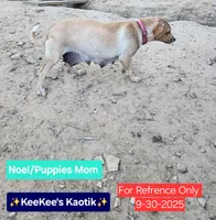 Noel, a female Beagle and Chihuahua for sale in Carbon Hill, AL – Photo 4 of 4