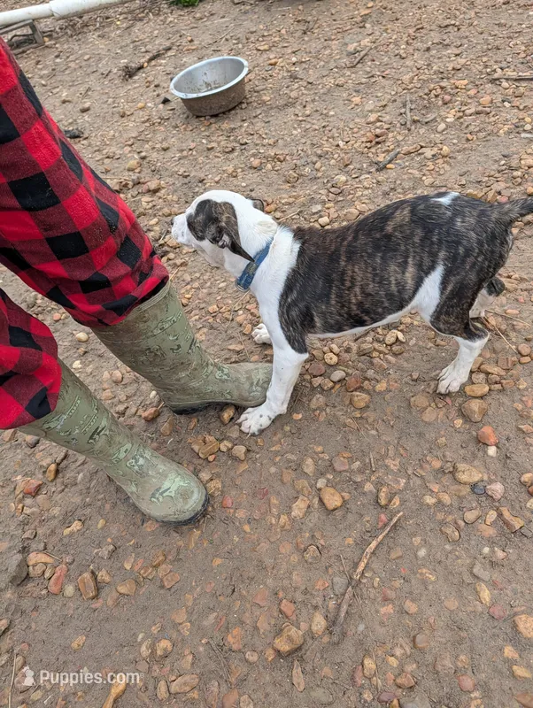 Nikolai – Boxer, Austrian Black and Tan Hound puppy for sale in Carbon Hill, AL