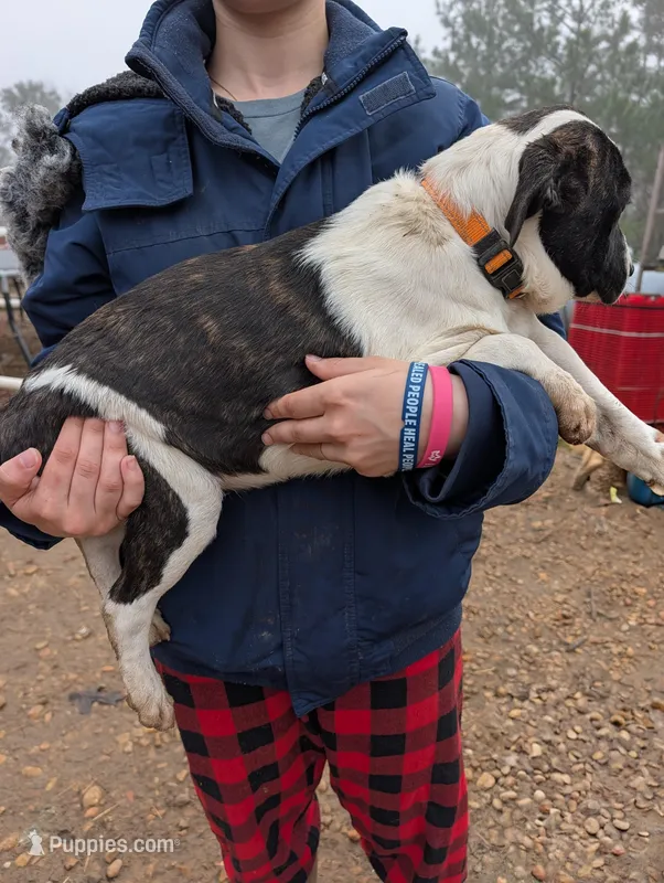 Dempsee – Boxer, American Black and Tan Coonhound puppy for sale in Carbon Hill, AL