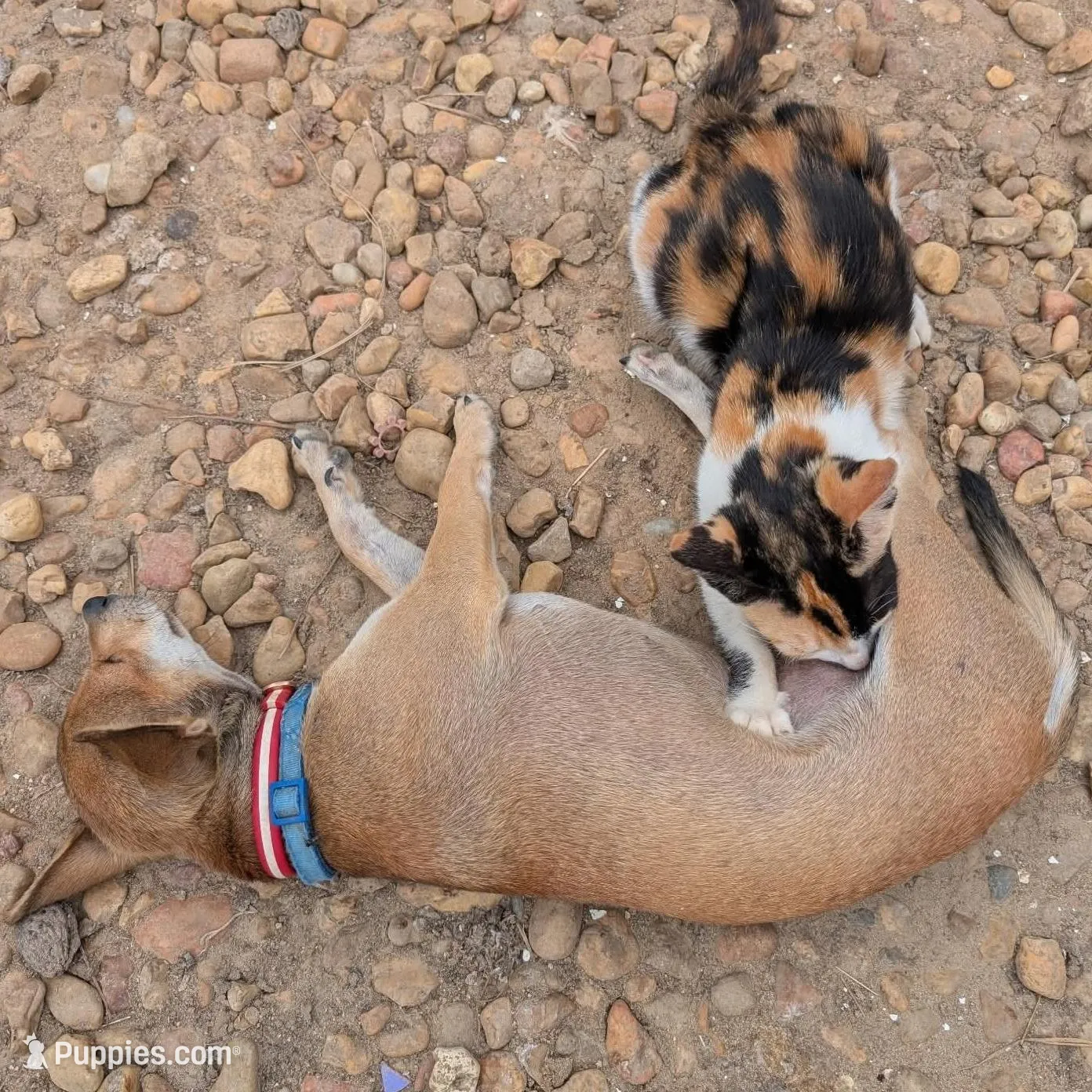 Peaches Litter, a female Chihuahua for sale in Carbon Hill, AL – Photo 3 of 3