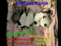 Peaches Litter, a female Chihuahua for sale in Carbon Hill, AL – Photo 1 of 3