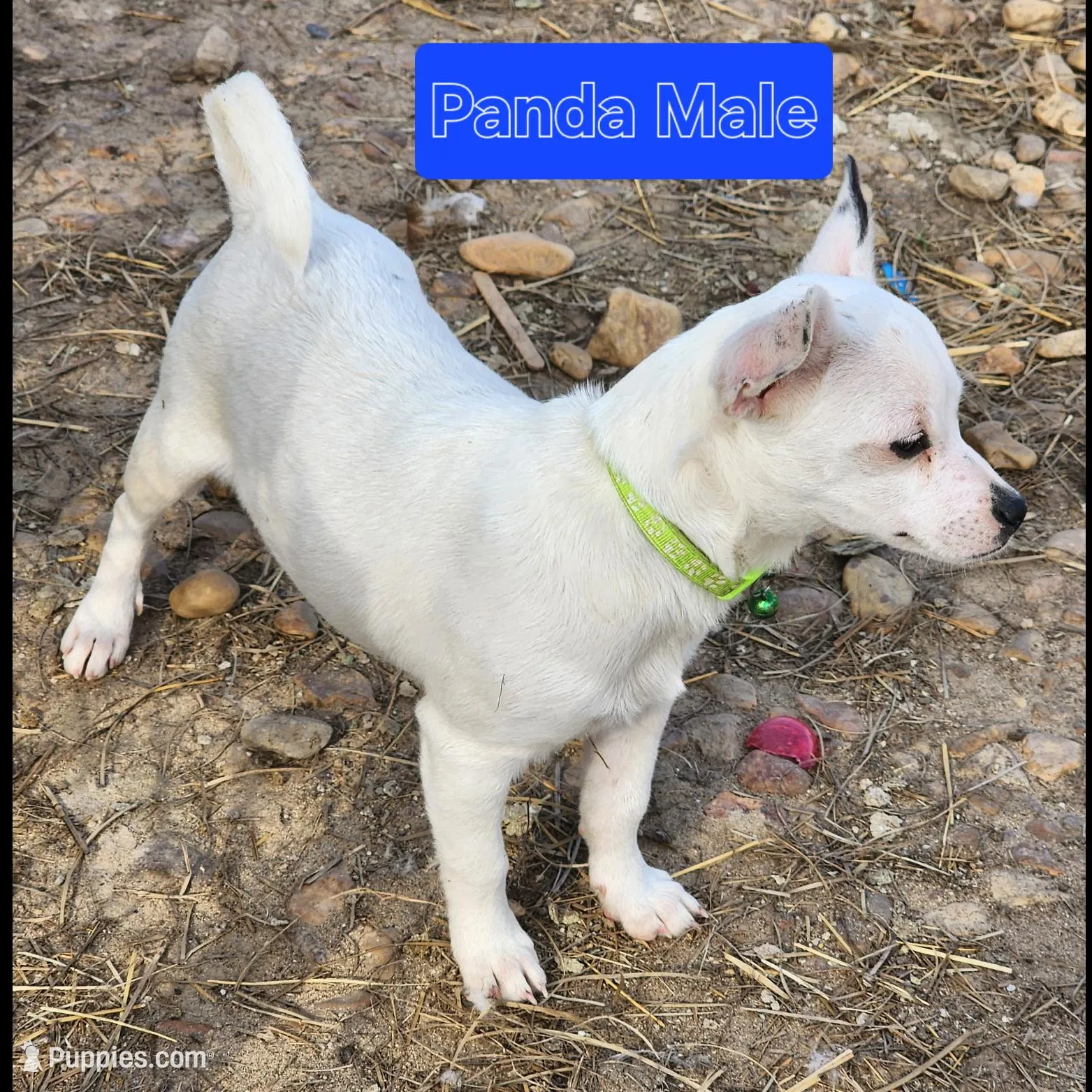 Peaches Litter, a female Chihuahua for sale in Carbon Hill, AL – Photo 2 of 3