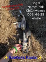 Pink, a female Chihuahua and Miniature Dachshund for sale in Carbon Hill, AL – Photo 1 of 4