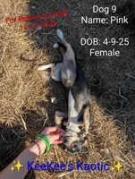 Pink, a female Chihuahua for sale in Carbon Hill, AL – Photo 3 of 5