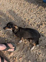 Pink, a female Chihuahua for sale in Carbon Hill, AL – Photo 5 of 5