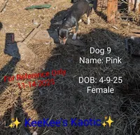 Pink, a female Chihuahua for sale in Carbon Hill, AL – Photo 4 of 5