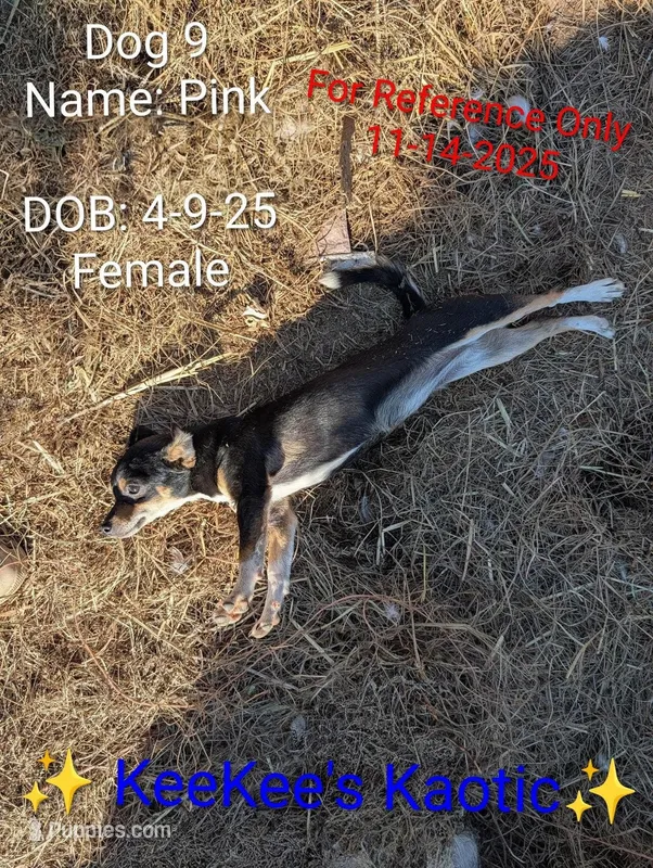 Pink, a female Chihuahua for sale in Carbon Hill, AL – Photo 1 of 5