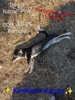 Pink, a female Chihuahua for sale in Carbon Hill, AL – Photo 1 of 5