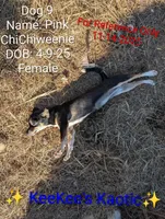 Pink, a female Chihuahua and Miniature Dachshund for sale in Carbon Hill, AL – Photo 3 of 4