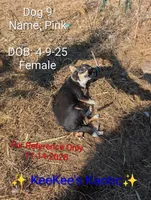 Pink, a female Chihuahua for sale in Carbon Hill, AL – Photo 2 of 5