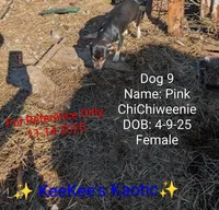 Pink, a female Chihuahua and Miniature Dachshund for sale in Carbon Hill, AL – Photo 4 of 4