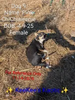 Pink, a female Chihuahua and Miniature Dachshund for sale in Carbon Hill, AL – Photo 2 of 4