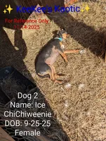 Ice, a female Chihuahua and Miniature Dachshund for sale in Carbon Hill, AL – Photo 5 of 5