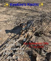 Ice, a female Chihuahua and Miniature Dachshund for sale in Carbon Hill, AL – Photo 4 of 5