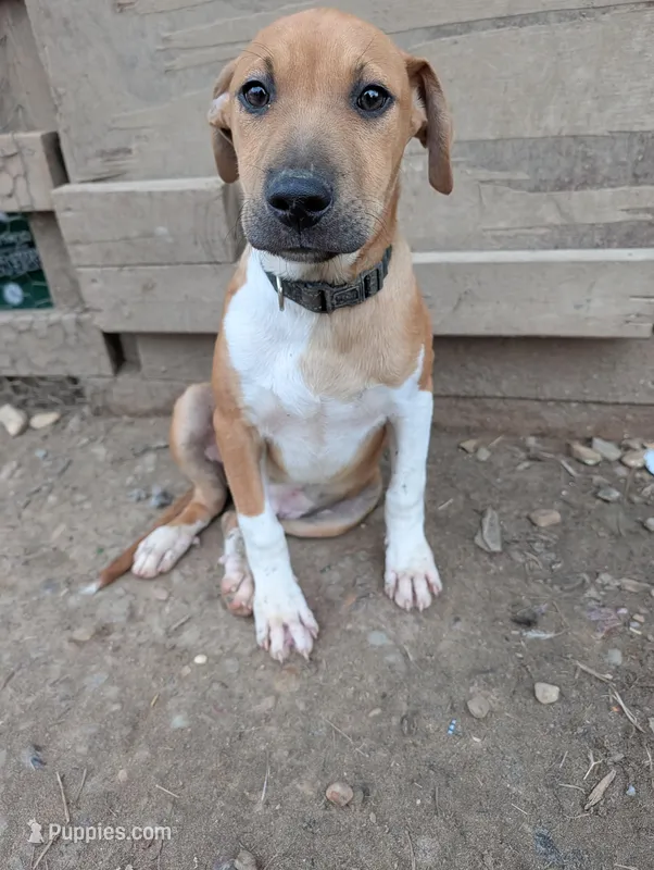 Donner  – Australian Shepherd, Boxer puppy for sale in Carbon Hill, AL