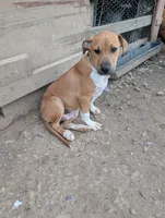 Donner , a male Australian Shepherd and Boxer for sale in Carbon Hill, AL – Photo 2 of 10