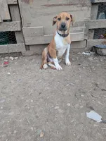 Donner , a male Australian Shepherd and Boxer for sale in Carbon Hill, AL – Photo 3 of 10