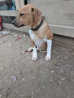 Donner , a male Australian Shepherd and Boxer for sale in Carbon Hill, AL – Photo 6 of 10