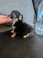 Punki Pink's Daughter , a female Chihuahua for sale in Carbon Hill, AL – Photo 4 of 4