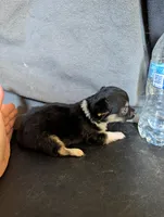 Punki Pink's Daughter , a female Chihuahua for sale in Carbon Hill, AL – Photo 3 of 4