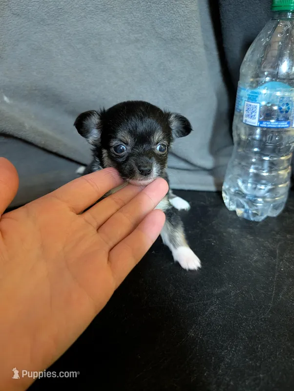 Punki Pink's Daughter  – Chihuahua puppy for sale in Carbon Hill, AL
