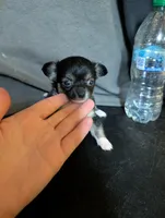 Punki Pink's Daughter , a female Chihuahua for sale in Carbon Hill, AL – Photo 1 of 4