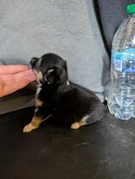 Punki Pink's Daughter , a female Chihuahua for sale in Carbon Hill, AL – Photo 2 of 4