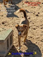 Cream, a female Chihuahua and Miniature Dachshund for sale in Carbon Hill, AL – Photo 3 of 4