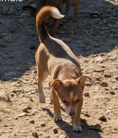 Cream, a female Chihuahua for sale in Carbon Hill, AL – Photo 2 of 4