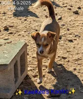Cream, a female Chihuahua for sale in Carbon Hill, AL – Photo 4 of 4