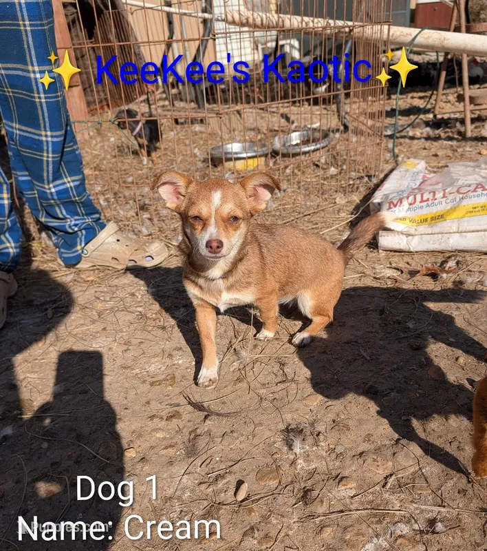 Cream – Chihuahua puppy for sale in Carbon Hill, AL