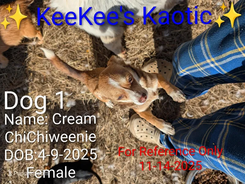 Cream – Chihuahua, Miniature Dachshund puppy for sale in Carbon Hill, AL