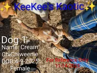 Cream, a female Chihuahua and Miniature Dachshund for sale in Carbon Hill, AL – Photo 1 of 4