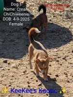 Cream, a female Chihuahua and Miniature Dachshund for sale in Carbon Hill, AL – Photo 4 of 4