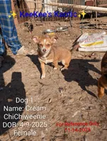 Cream, a female Chihuahua and Miniature Dachshund for sale in Carbon Hill, AL – Photo 2 of 4