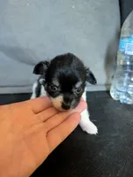 🩷 Pink Pink's Daughter, a female Chihuahua for sale in Carbon Hill, AL – Photo 1 of 5