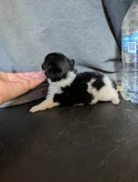 🩷 Pink Pink's Daughter, a female Chihuahua for sale in Carbon Hill, AL – Photo 4 of 5