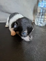 🩷 Pink Pink's Daughter, a female Chihuahua for sale in Carbon Hill, AL – Photo 5 of 5