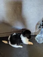 🩷 Pink Pink's Daughter, a female Chihuahua for sale in Carbon Hill, AL – Photo 2 of 5