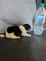 🩷 Pink Pink's Daughter, a female Chihuahua for sale in Carbon Hill, AL – Photo 3 of 5