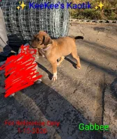 Gabbee, a female Boxer and Austrian Black and Tan Hound for sale in Carbon Hill, AL – Photo 3 of 3