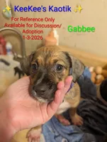 Gabbee, a female Boxer and Austrian Black and Tan Hound for sale in Carbon Hill, AL – Photo 1 of 3