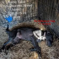 Tokio, a male Chihuahua and Wire Fox Terrier for sale in Carbon Hill, AL – Photo 1 of 4