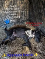 Tokio, a male Chihuahua for sale in Carbon Hill, AL – Photo 1 of 4