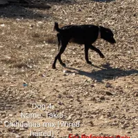 Tokio, a male Chihuahua and Wire Fox Terrier for sale in Carbon Hill, AL – Photo 2 of 4